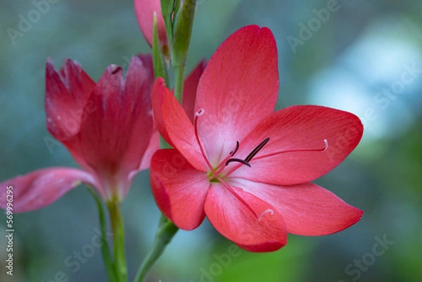 Obraz Schizostylis coccinea (Hesperantha coccinea) flower. It's also known as river lily, or crimson flag lily, and it is native to Southern Africa. This cultivar is the Hesperantha coccinea Major.
