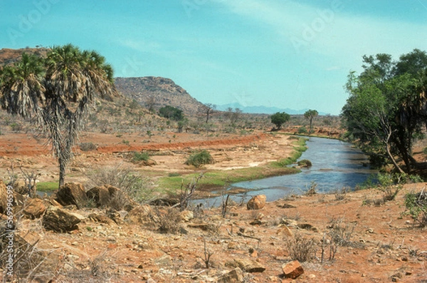 Fototapeta Palmier doum, Rvière Samburu, Parc national de Samburu, Kenya