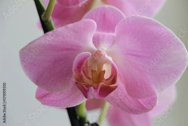 Fototapeta Purple orchid flower closeup. Light background. Background. Selective focus. Layer. Copy space