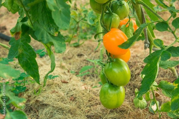 Obraz ripe and unripe yellow tomatoes in organic greenhouse on the mulch, rich vegetable harvest. Close up macro.  Copy space for your text. Selective focus.