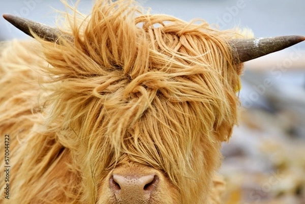 Obraz Nahaufnahme Galway Rind