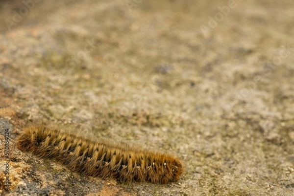 Obraz Northern Eggar Caterpillar