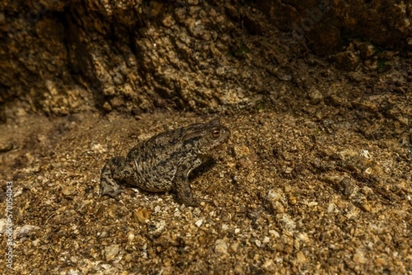 Obraz Common Toad