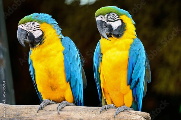 Obraz Blue and Gold Macaw