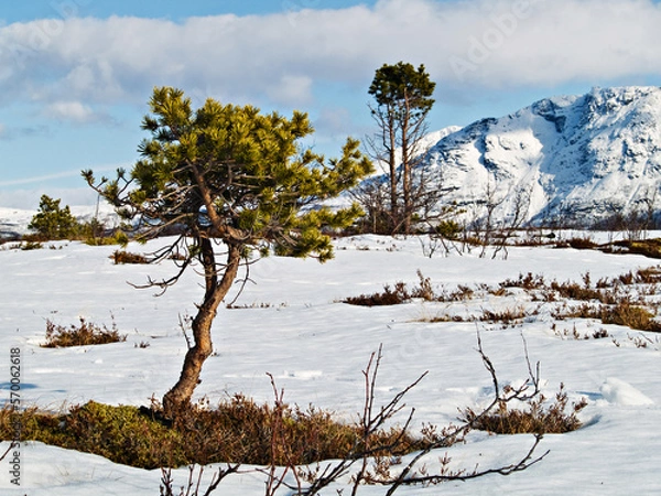 Obraz Pine tree in snow landscape