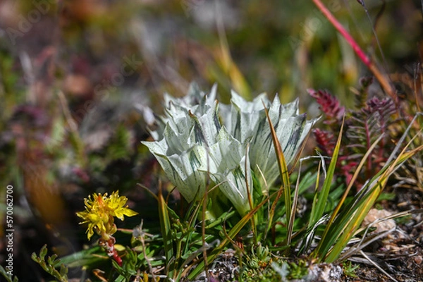 Obraz Alpine wildflower