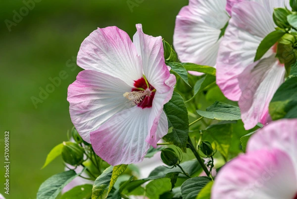 Fototapeta Large flowers of rose mallow