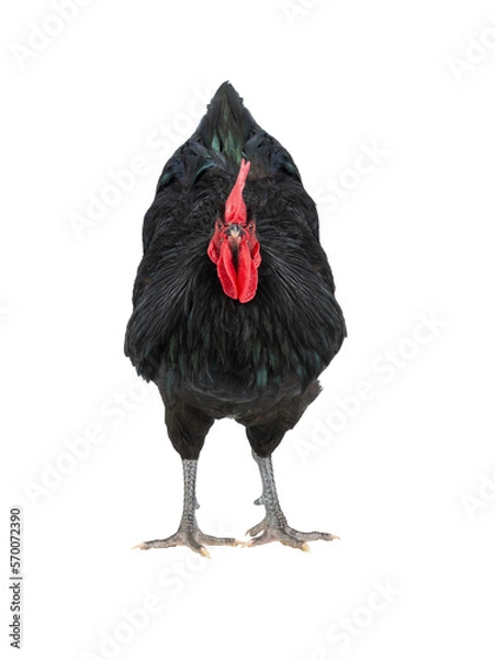 Fototapeta black rooster australorp (Gallus gallus)  isolated on a white background