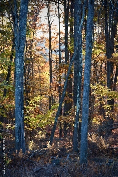 Obraz Peaceful fall afternoon in the Pennsylvania woods. 