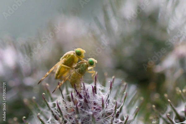 Obraz bee on a flower