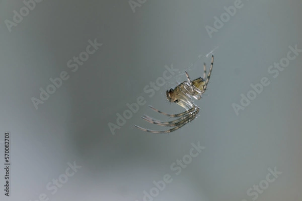 Obraz spider on web