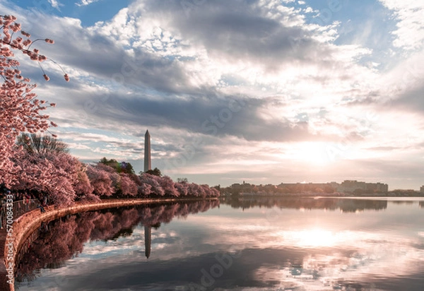 Obraz Cherry Blossom Washington DC