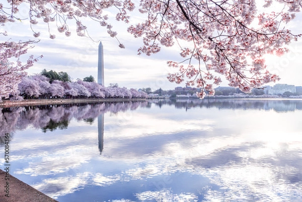 Obraz Cherry Blossom Washington DC