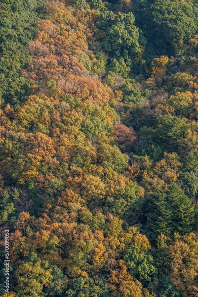 Fototapeta 寒霞渓