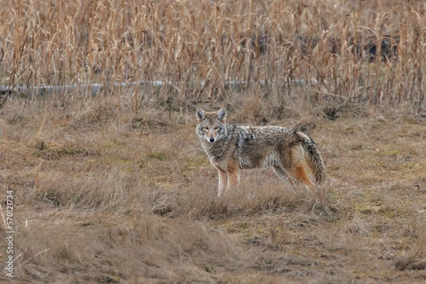 Obraz  North America wild Coyote
