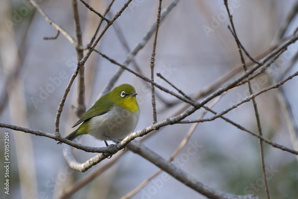 Fototapeta 冬枯れの木にメジロ
