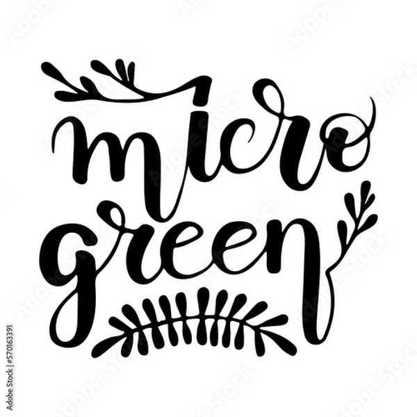 Fototapeta Microgreens seeds lettering. Vector doodle illustration. Calligraphy text objects