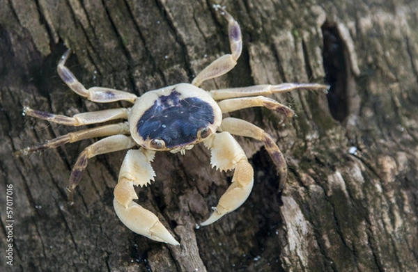 Obraz Crab