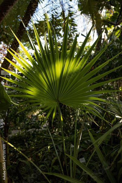 Fototapeta Blattstrahl