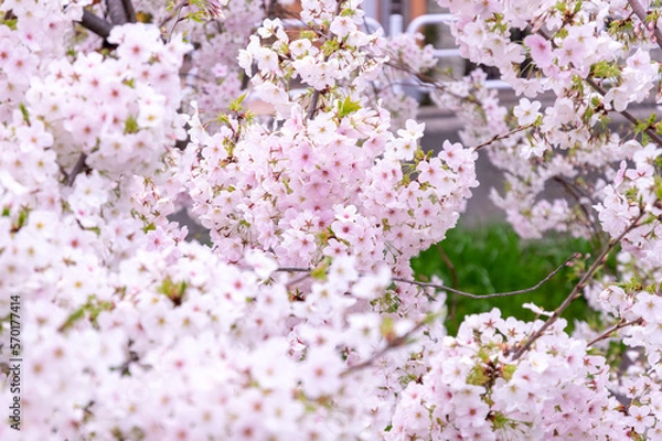 Obraz 新緑が出つつある桜