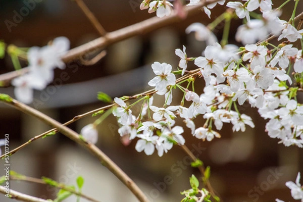 Obraz 散りはじめの白い桜