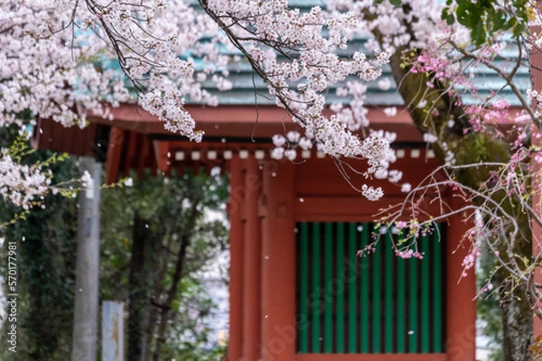 Obraz 門を背景に咲く春の桜と梅