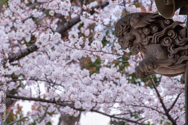 Obraz 神社の柱飾りと桜