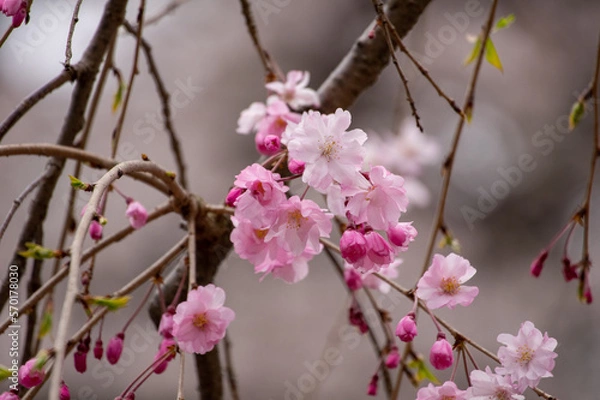 Obraz 春の八重桜