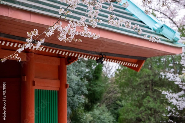 Obraz 春の桜と門