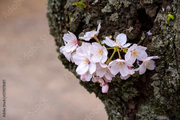 Obraz 幹から咲く桜の花