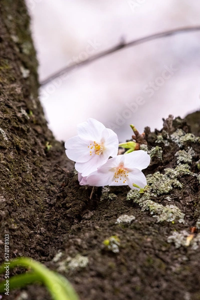 Obraz 幹に咲く寄り添う二輪の桜の花
