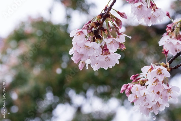 Obraz 雪の中水滴らせる新春の桜