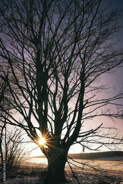 Obraz Baum in der Abendsonne