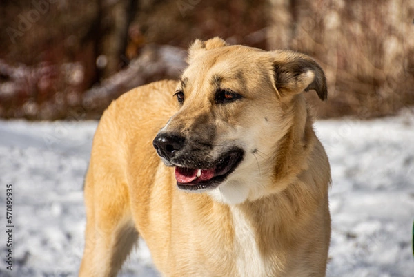 Obraz portrait of a dog. A stray dog. A mongrel dog. dog on a walk in winter
