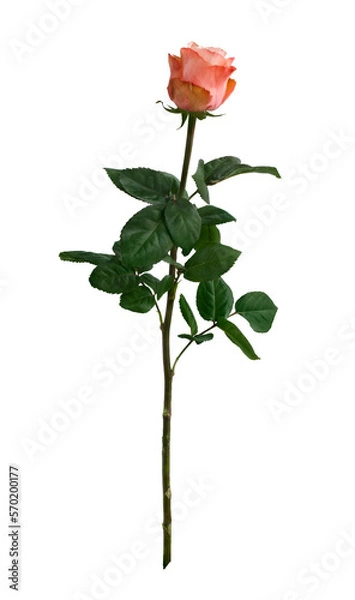 Obraz Bright pink rose with green leaves isolated on white background