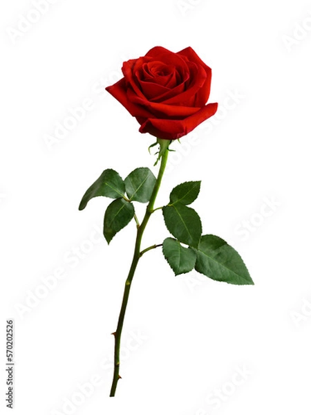 Obraz Dark red rose with green leaves isolated on white background