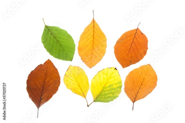 Fototapeta Set of beech leaves in different fall colors