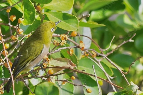 Fototapeta メジロさん
