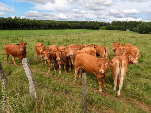 Fototapeta limousin young cows grazing in a field