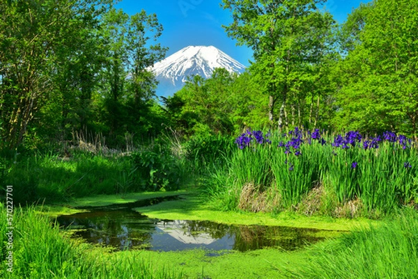 Fototapeta 新緑のころ富士山とアヤメ