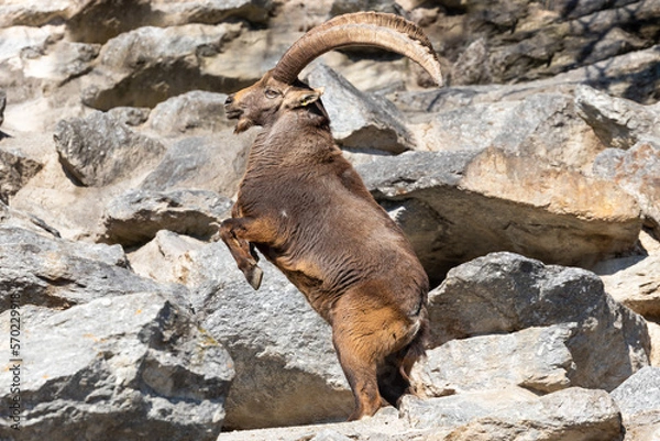 Obraz Ibex fighting - Steinbock