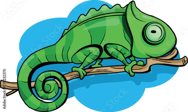 Fototapeta a green chameleon climbs a branch