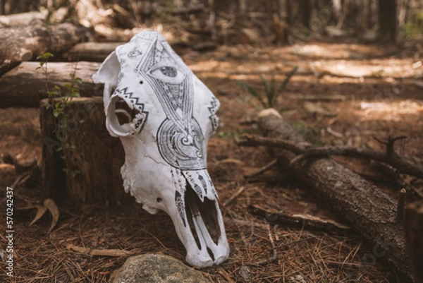 Fototapeta Cabeza de toro bosque