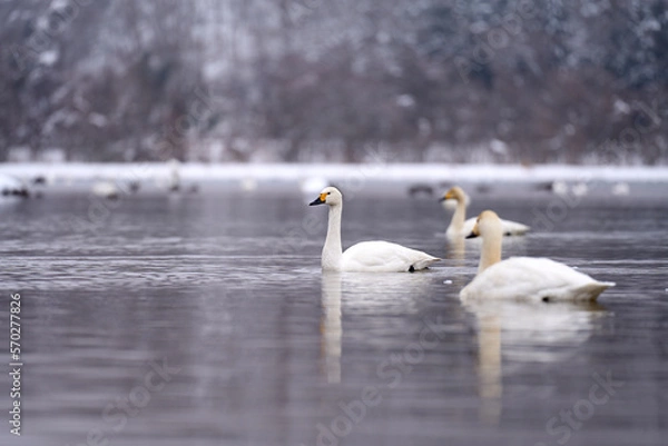Obraz 猪苗代湖に浮かぶ白鳥の群れ