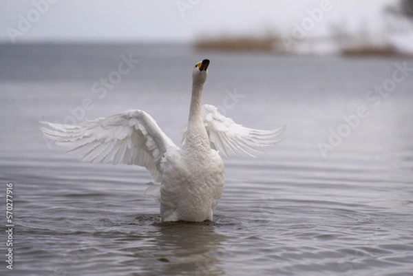 Obraz 湖面で羽ばたく白鳥