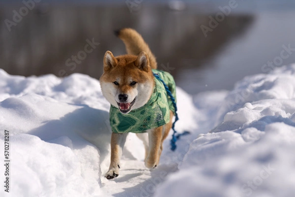 Obraz 雪の中を走る柴犬