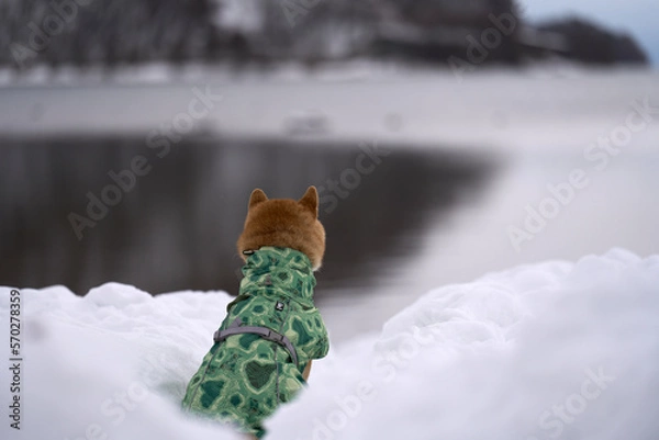 Obraz 雪の中湖面を見つめるかわいい柴犬