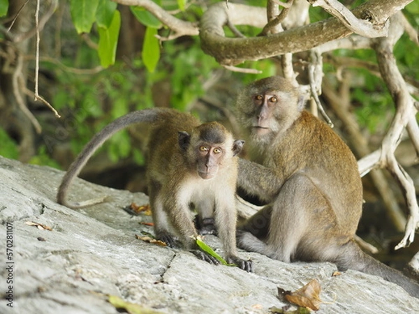 Fototapeta monkey beach in thailand phi phi