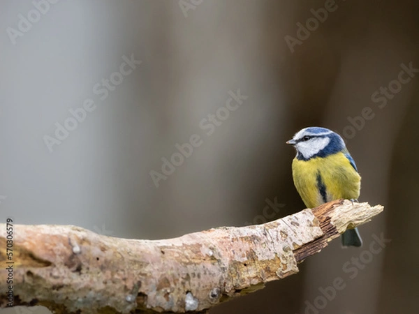Fototapeta A Blue tit perched on the end of a branch, with a plain background providing copy space.