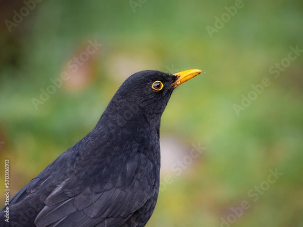 Fototapeta A portrait of a male Eurasian blackbird, with it's notable yellow beak and eye ring. copy space top and right.